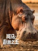 河马：巨兽之王