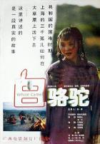 白骆驼