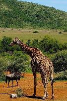 了不起的非洲公园